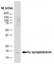 SM1459P - VAMP-1 / Synaptobrevin-1