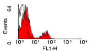 SM1303F - B-Cells