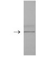 SP5388P - DYKDDDDK Epitope Tag