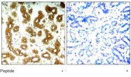 AP02790PU-S - Cytokeratin 8