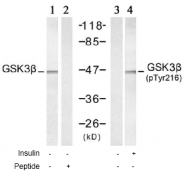 AP02786PU-S - GSK3 beta