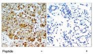 AP02783PU-S - HSP90AB1 / HSP90 beta