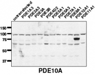 AP00661SU-N - PDE10A