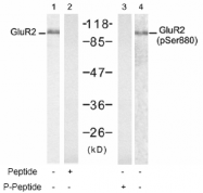 AP02778PU-S - Glutamate receptor 2 / GLUR2