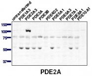 AP00652SU-N - PDE2A