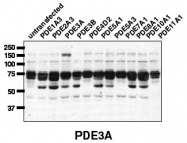 AP00653SU-N - PDE3A