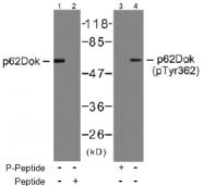 AP02767PU-S - DOK1 / p62 dok
