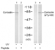 AP02765PU-S - Cortactin