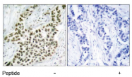 AP02761PU-S - Histone H2A.x