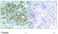 AP02754PU-S - RELA / NF-kB p65