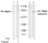 AP02754PU-S - RELA / NF-kB p65