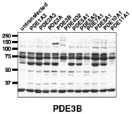 AP00654SU-N - PDE3B