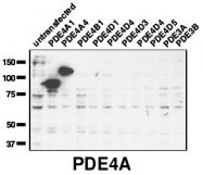 AP00655SU-N - PDE4A