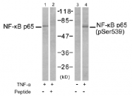 AP02720PU-S - RELA / NF-kB p65