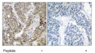 AP02722PU-S - Catenin beta-1