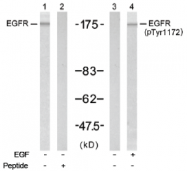 AP02723PU-S - EGFR / ERBB1