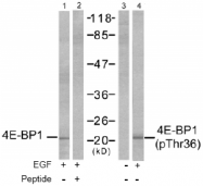 AP02724PU-S - EIF4EBP1 / 4E-BP1