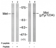 AP02729PU-S - HGF receptor