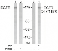 AP02730PU-S - EGFR / ERBB1