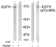 AP02731PU-S - EGFR / ERBB1