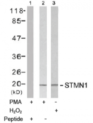 AP02736PU-N - Stathmin / STMN1