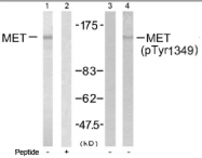 AP02738PU-S - HGF receptor
