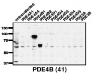 AP00656SU-N - PDE4B