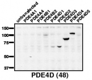 AP00657SU-N - PDE4D