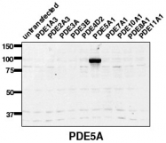 AP00658SU-N - PDE5A