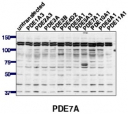 AP00659SU-N - PDE7A