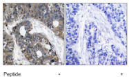 AP02744PU-N - HSPB1 / HSP27