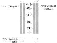 AP02746PU-S - NF-kB p105 / p50