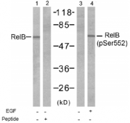 AP02749PU-S - RELB / I-Rel