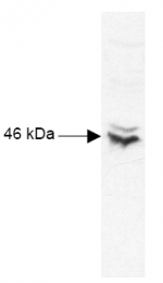 R1188 - CREB1