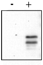 R1189 - CREB1