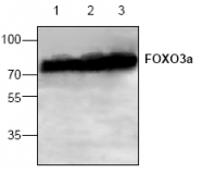 AP00319PU-N - FOXO3 / FKHRL1
