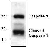 AP00004PU-N - Caspase-9