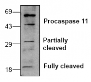 AP00008PU-N - Caspase-11