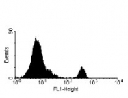 CL007P - CD8