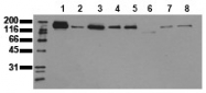 AM00041PU-N - EGFR / ERBB1