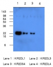 SM6033 - CD158a / KIR2DL1