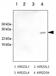SM6023 - CD158i / KIR2DS4