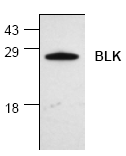 AP00057PU-N - BLK