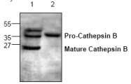 AP00064PU-N - Cathepsin B
