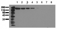 AM00040PU-N - EGFR / ERBB1