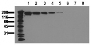 AM00033PU-N - EGFR / ERBB1