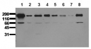 AM00047PU-N - EGFR / ERBB1