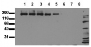 AM00046PU-N - EGFR / ERBB1