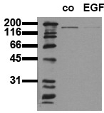 AM00044PU-N - EGFR / ERBB1