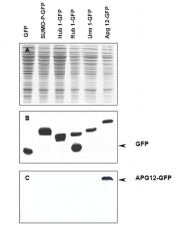 R1193 - ATG12 / APG12